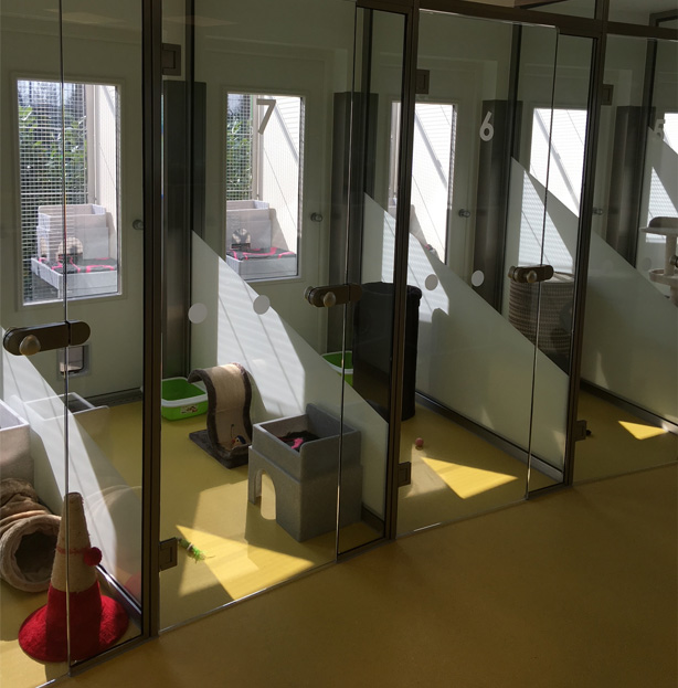 dogs trust project 03